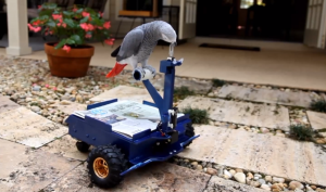 birdbuggy