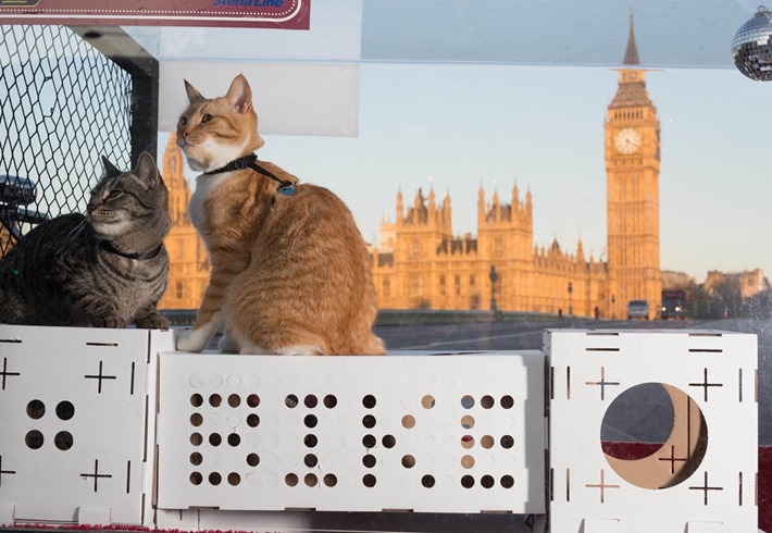 EDITORIAL USE ONLY Poopy Cat Founder, Thomas Vles rides across Westminster Bridge in London with his cats Mushi and Cheesy after cycling from Amsterdam on his custom-made Bakfiets ‘Poopy Mobile’, to officially launch BLOCKS, the Dutch brand’s latest product in the UK. PRESS ASSOCIATION Photo. Picture date: Monday April 27, 2015. The pet brand creates disposable cardboard litter trays and BLOCKS, which are modular cardboard structures that can be assembled into playhouses. With a specific focus on sustainability, convenience and fun the brand has already grown in nine international markets since December 2014. Photo credit should read: David Parry/PA Wire