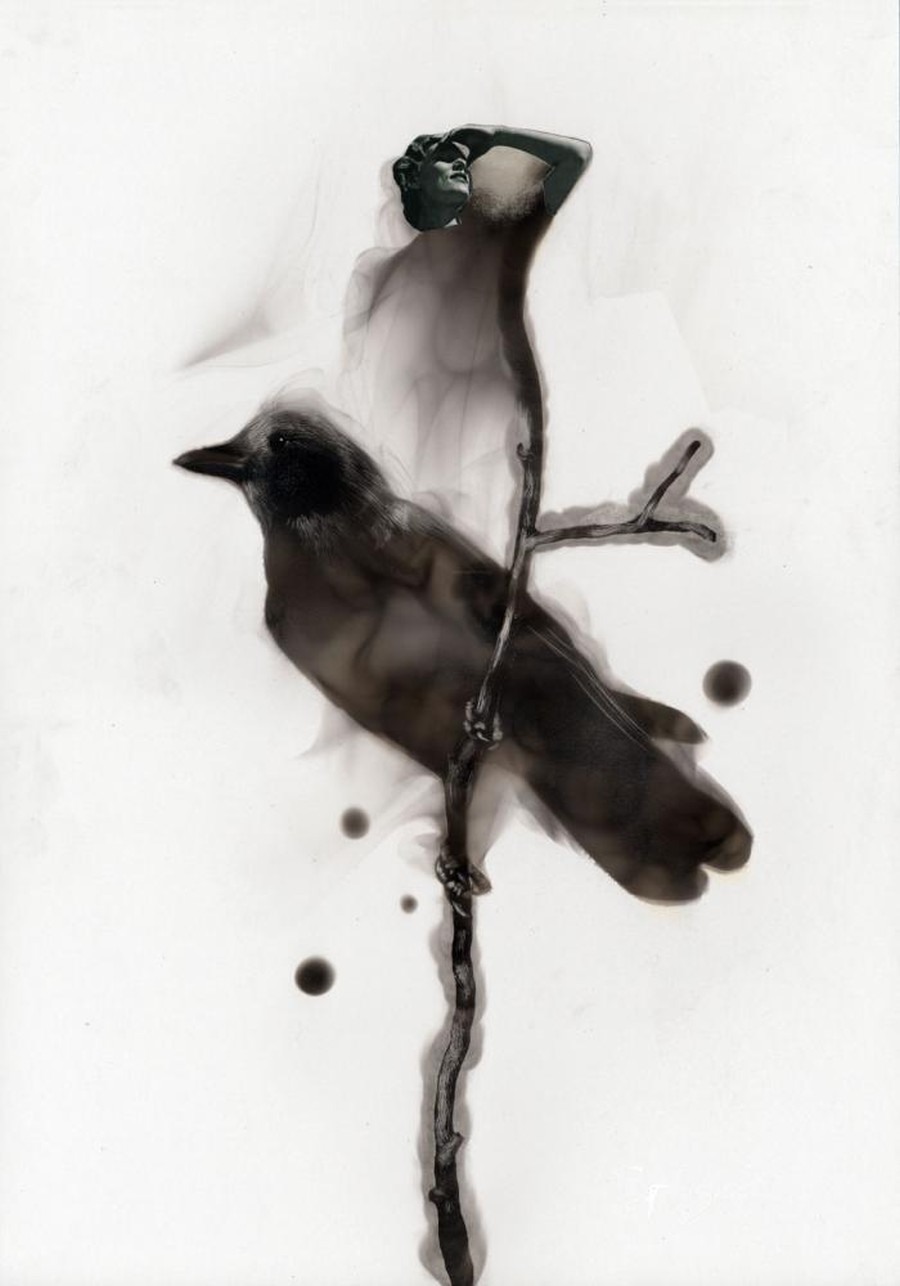 Steven-Spazuk-Bird-Paintings-with-Soot-8569214