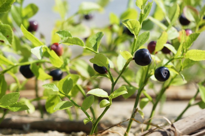 blueberries_lagoon_land_art_sm-680x452