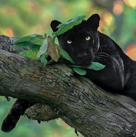 Rare black panther photographed in the African wilderness