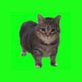 A tabby cat on a bright green background, representing the Spinning Cat OIIA OIIA meme trend celebrated in Shoreditch’s quirky culture.