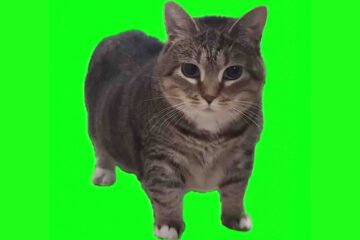 A tabby cat on a bright green background, representing the Spinning Cat OIIA OIIA meme trend celebrated in Shoreditch’s quirky culture.