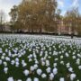 Illuminated flowers of the Ever After Garden in Grosvenor Square